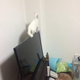 Image for article titled Some of Japan's Most Memorable Twitter Pics of 2014